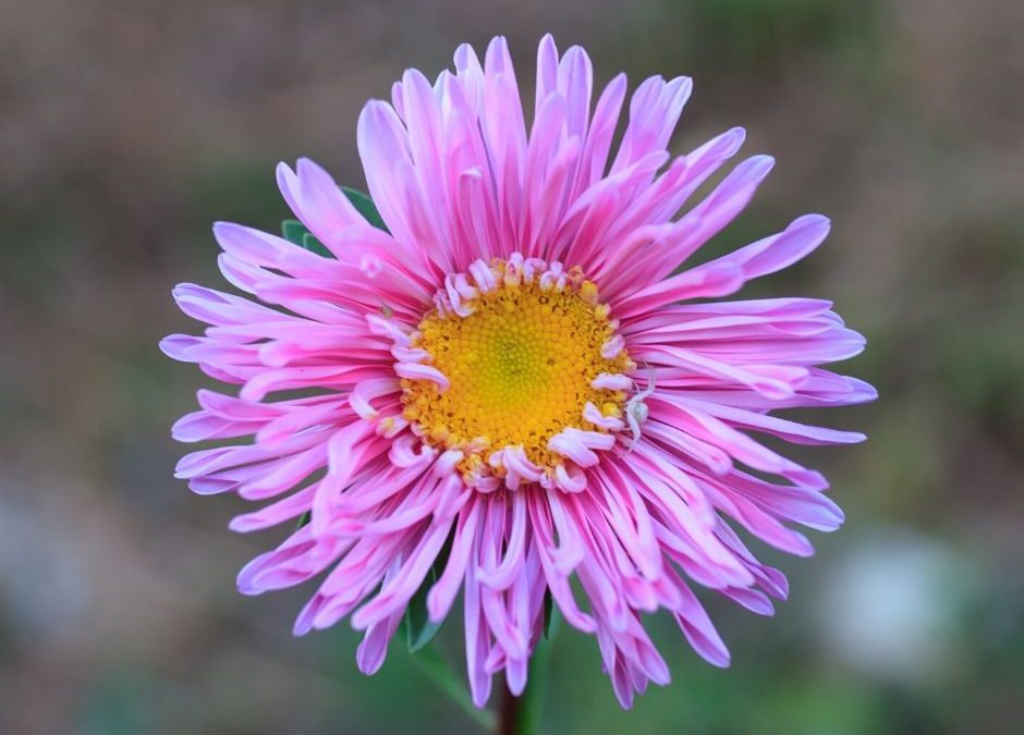 Simply Meditate…with Rev. Hepler