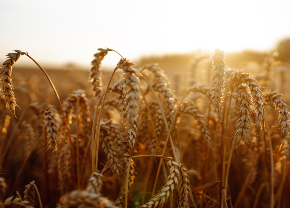  Lughnasadh