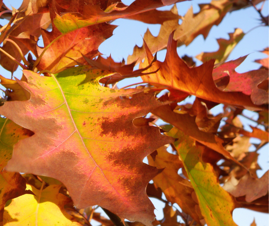 The featured image for this Sunday's service.