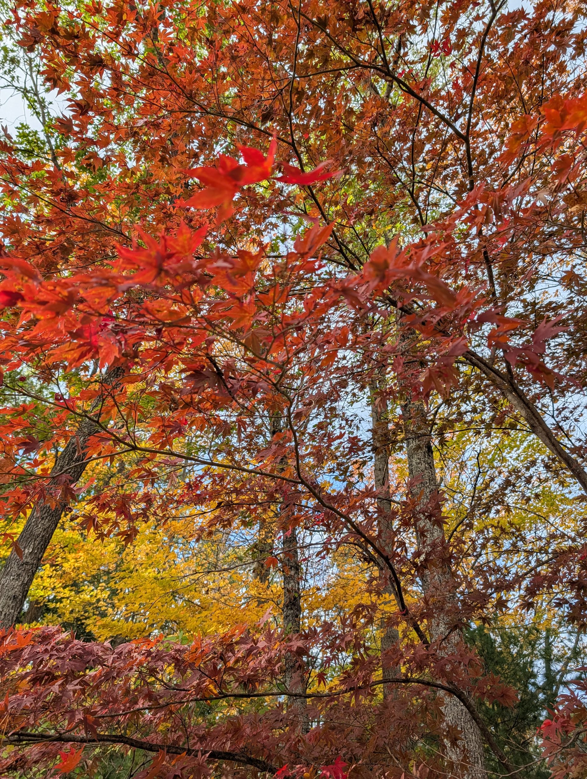 The featured image for Memorial Garden